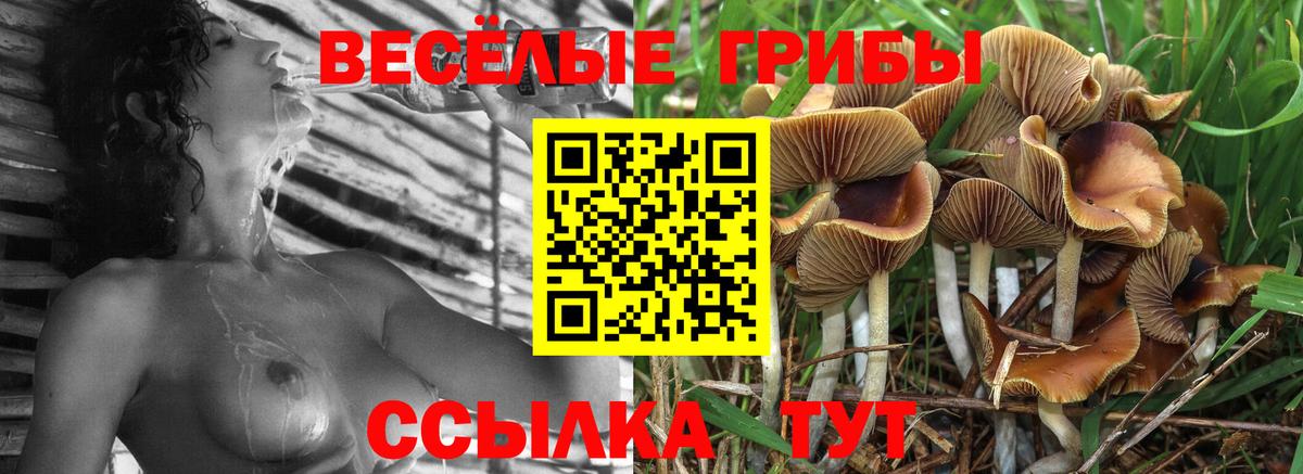 Псилоцибиновые грибы Cubensis  Вход с VPN  Краснокаменск 